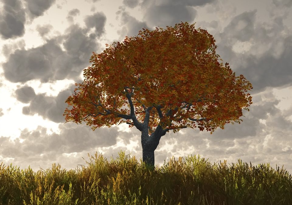 Horaires durant les vacances d’automne